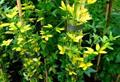Jasminum Nudiflorum